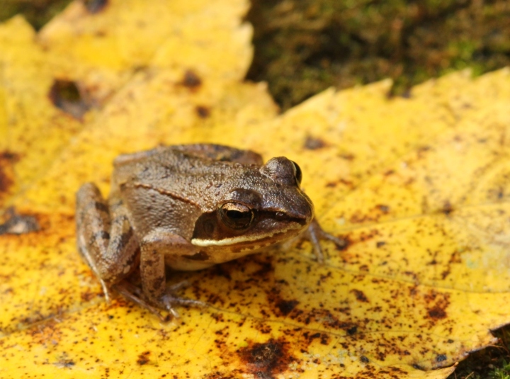 Wood Frog